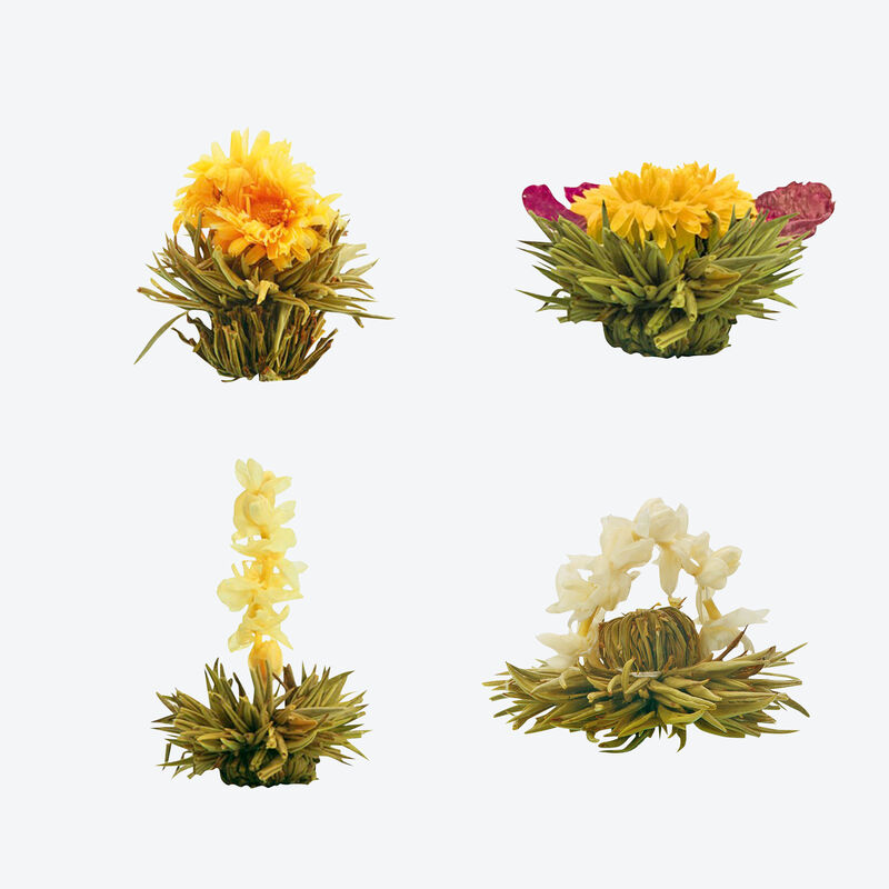 Aufblhende Teeblumen: wunderschn, stimulierend und aromatisch