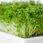 Produktbild f�r 'Bio-Microgreens Saatpads Brokkoli, 4 St�ck'