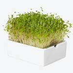 Produktbild f�r 'Bio-Microgreens Saatpads Senf, 4 St�ck'